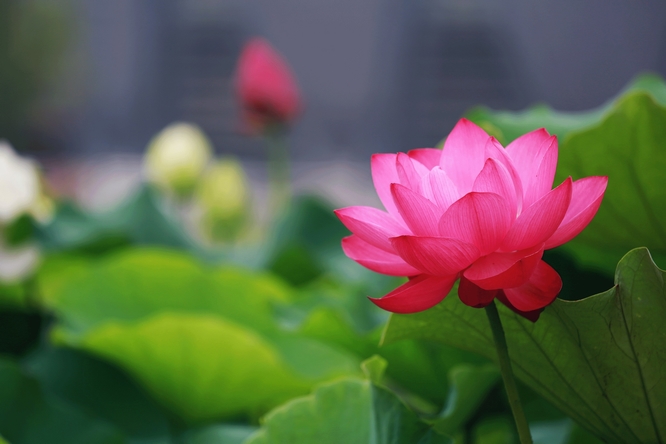三等奖-十三公司-王云鹏-孤荷.jpg